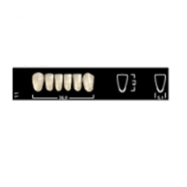 Ivostar A-D: Lower Anterior Acrylic Teeth (6 units)