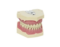 AG-3 Adult Typodont Dental Model for Professional Training