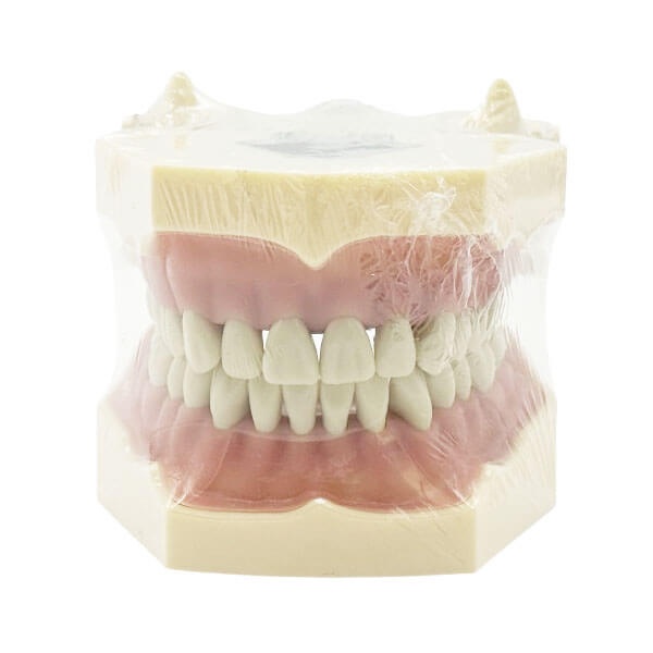 Frassaco Type Dental Typodont