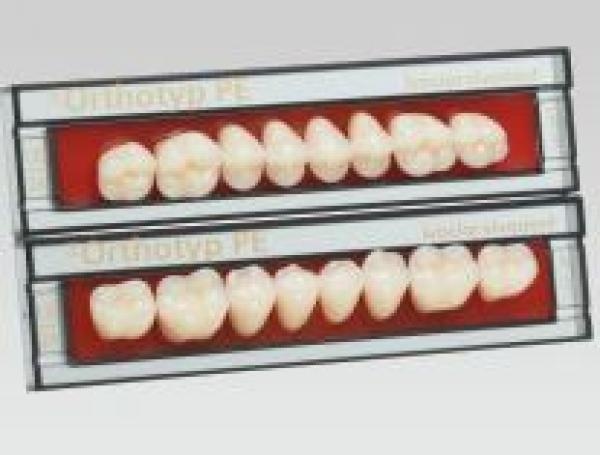 SR Orthotyp: Lower Posterior Acrylic Teeth (8 units)