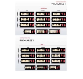 Phonares II Akryl Tänder Nedre Främre (6 st)