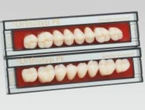 SR Orthotyp: Upper Posterior Acrylic Teeth (8 units)