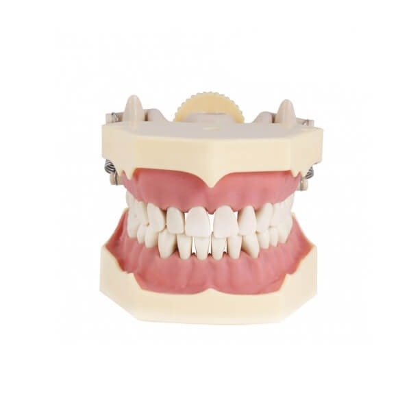 Frasaco AG3 Adult Typodont with Articulator and Tongue