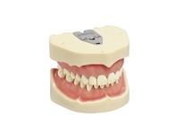 ANA-4 Adult Dental Typodont for Clinical and Laboratory Training