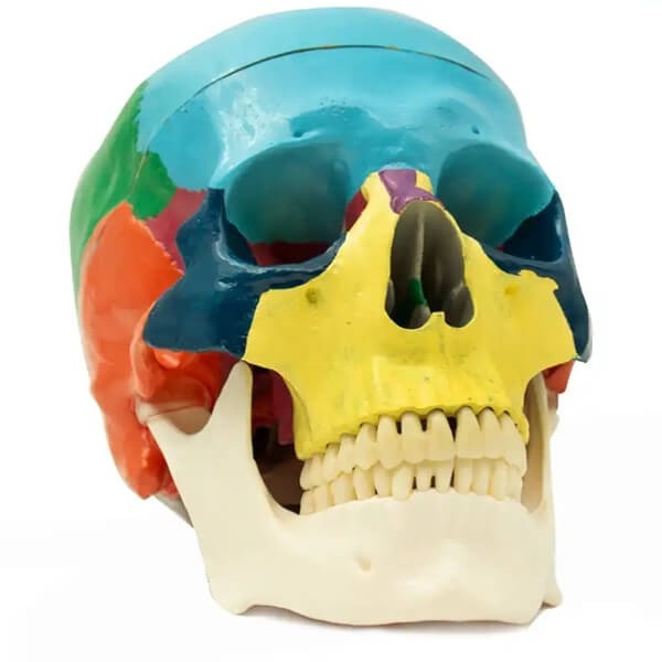 Didactic Human Skull with Functional Occlusion Mechanism 1:1 Scale