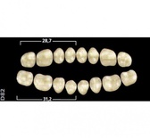 Gnathostar: Lower Posterior Acrylic Teeth (8 units)