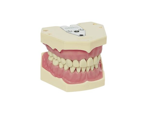 AG-3 Adult Typodont Dental Model for Professional Training