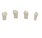 Practical Pulpotomy Teeth Model Set (4 Units)