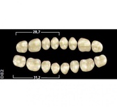 Gnathostar A-D: Upper Posterior Acrylic Teeth (8 units)
