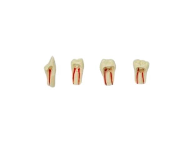 Tipodondo Endodontic Teeth AG-3 Dental Typodont Models