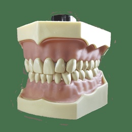 Modelo de Typodont con Prótesis Permanentes para Formación Dental