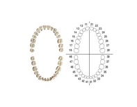 AG-3Z Tooth Set for Typodont AG-3 Dental Model