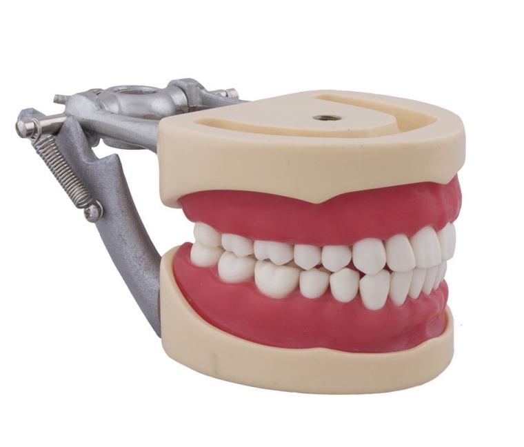 Compatible Typodont for Columbia 860 and Nissin® Adult Models