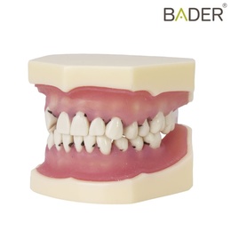 Typodont Periodontal para Treinamento e Prática Odontológica