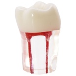 Root Canal Molar Dental Model for Student Training