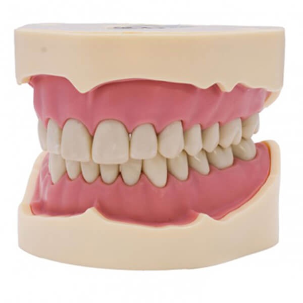 Thermoset Plastic Typodont for Dental Training and Simulation