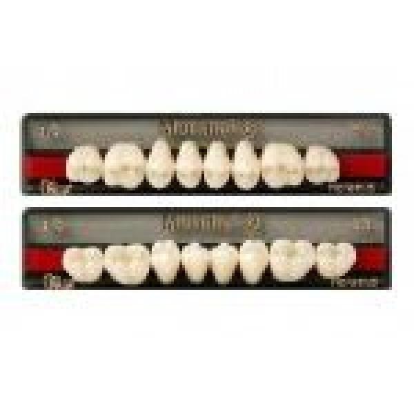 Mondial: Upper Posterior Acrylic Teeth (8 units)