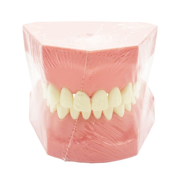 Standard Dental Typodont