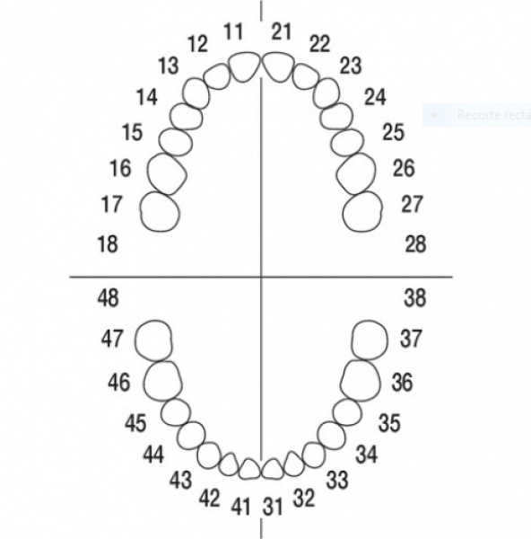 AG-3 ZE Tooth Set for Typodont AG-3 (10 Pieces)