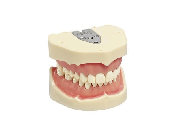 ANA-4 Adult Dental Typodont for Clinical and Laboratory Training
