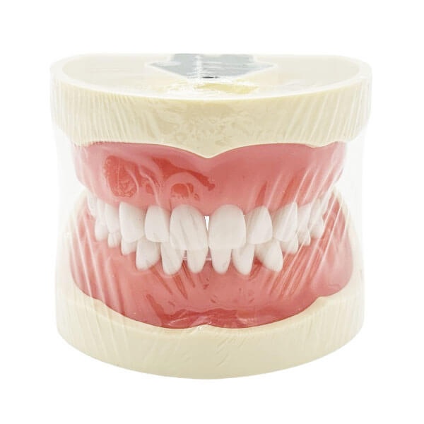 Nissin Type Dental Typodont
