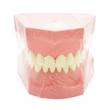 Standard Dental Typodont
