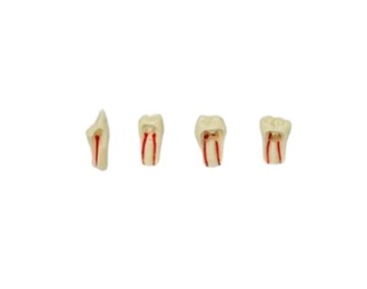 Modele zębów endodontycznych Tipodondo AG-3 do ćwiczeń stomatologicznych
