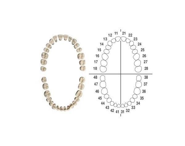 AG-3Z Tooth Set for Typodont AG-3 Dental Model