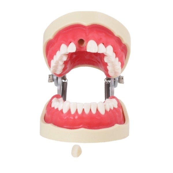 Endodontic Tipodont for Dental Training and Simulation