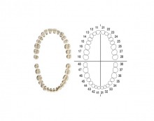 AG-3Z: Tooth Set for Typodont AG-3