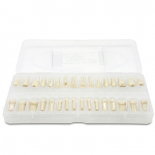Teeth for Standard Type Typodont