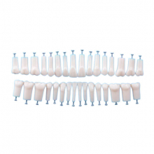 Teeth for Nissin Type Typodont