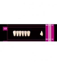 Cosmo HXL: Lower Anterior Acrylic Teeth (6 units)