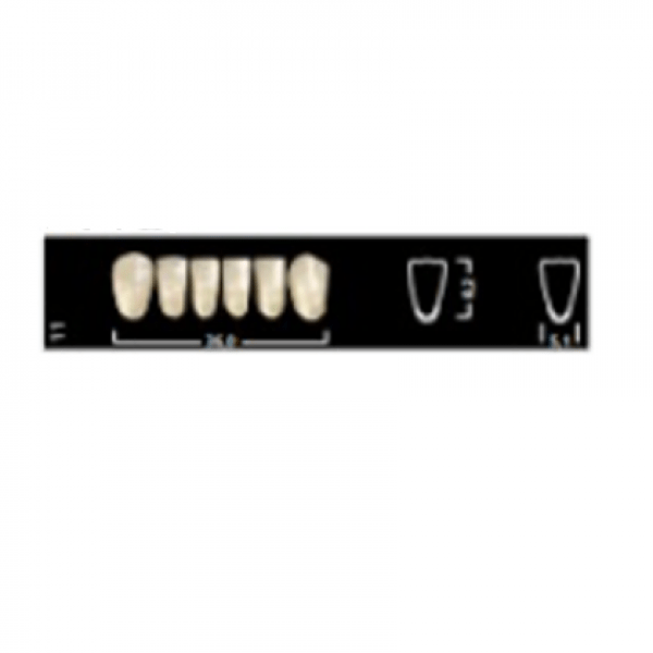 Ivostar A-D: Lower Anterior Acrylic Teeth (6 units)