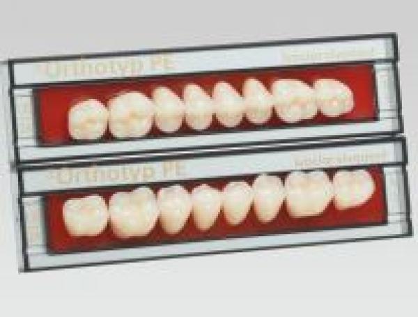 SR Orthotyp: Lower Posterior Acrylic Teeth (8 units)