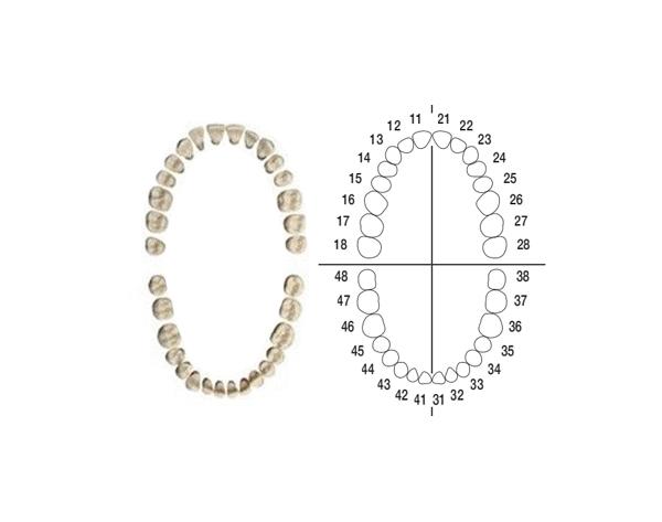 AG-3Z Tooth Set for Typodont AG-3 Dental Model