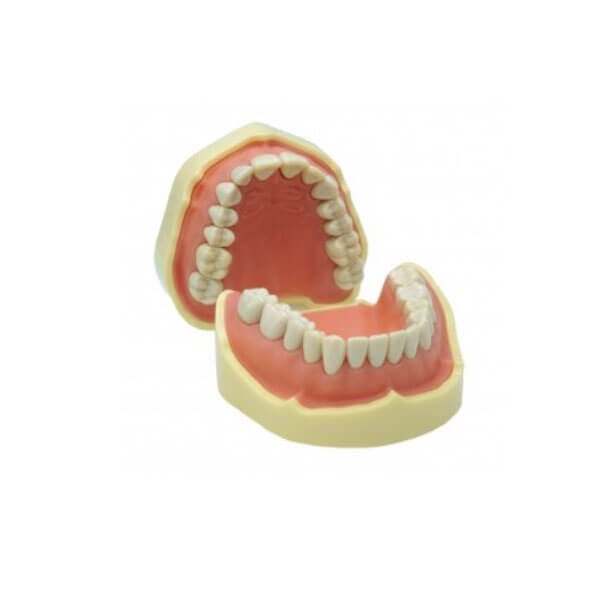 Study Jaw Model