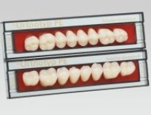 SR Orthotyp: Lower Posterior Acrylic Teeth (8 units)