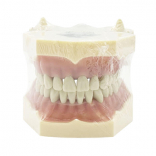 Frassaco Type Dental Typodont