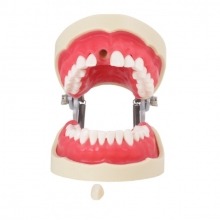 Endodontic Endodontic Tipodont