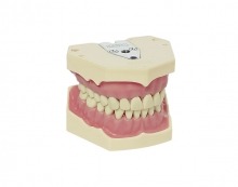 AG-3: Typodont adult model