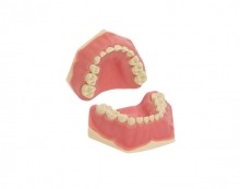AK-6/2: Mixed denture model for children